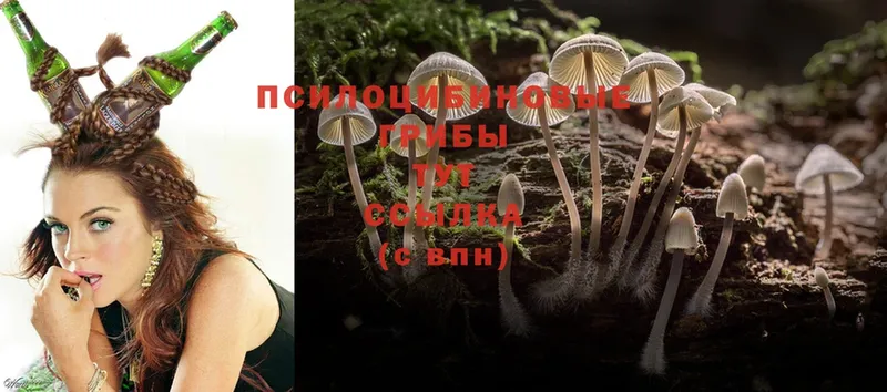 Псилоцибиновые грибы Psilocybine cubensis  OMG онион  Емва 